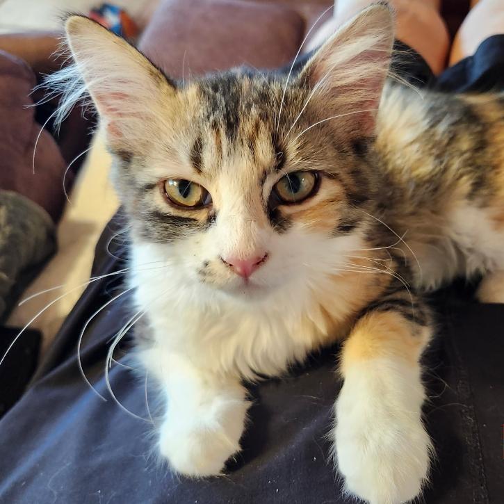 Prima, an adopted mixed breed in Las Cruces, NM image 1/2