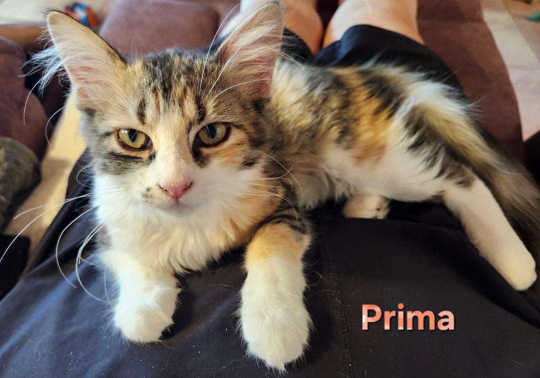Prima, an adopted mixed breed in Las Cruces, NM image 2/2