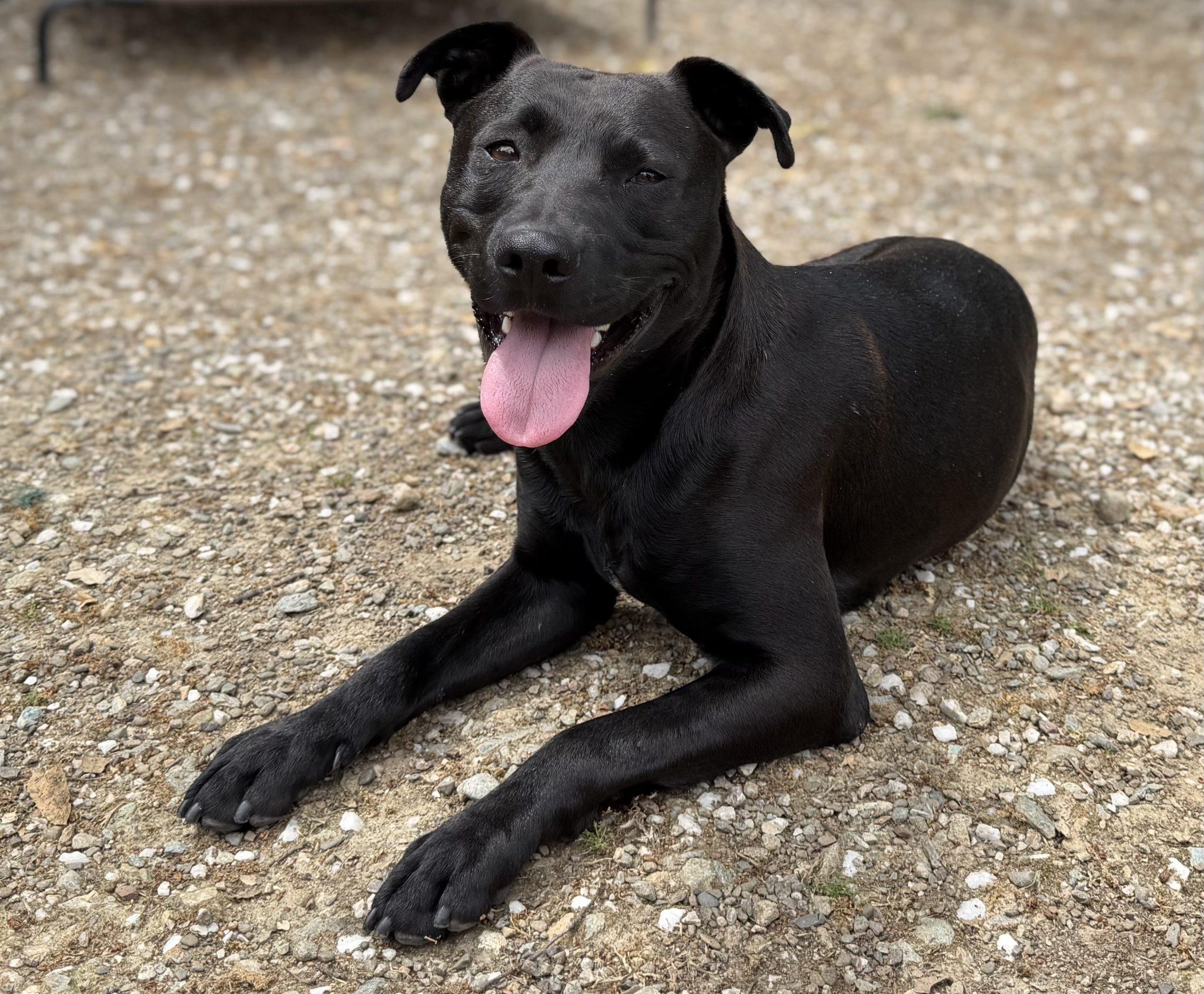Rajah, ADOPTABLE, Young Male Labrador Retriever.