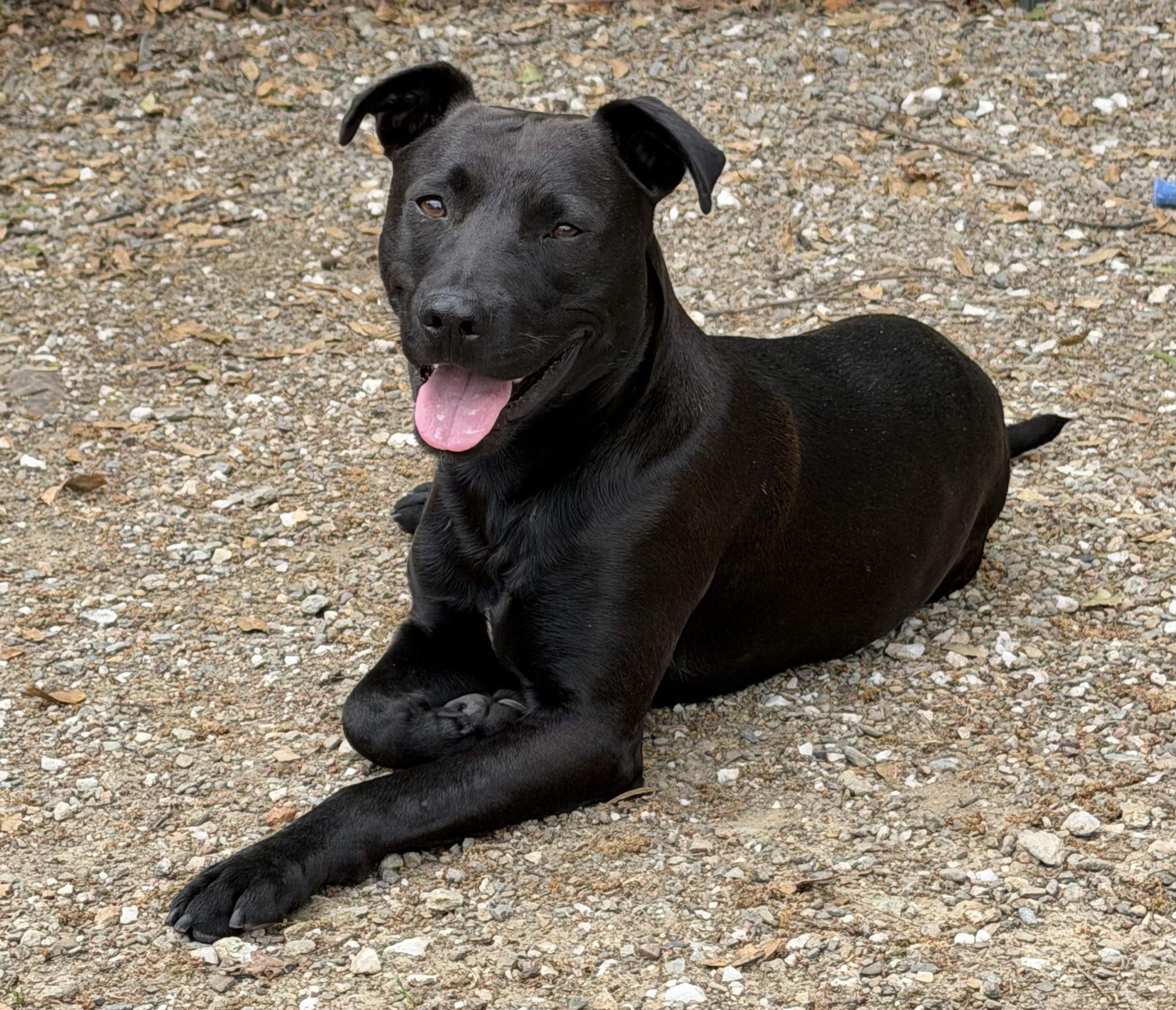 Rajah, a ADOPTABLE mixed breed in Angels Camp, CA image 2/2