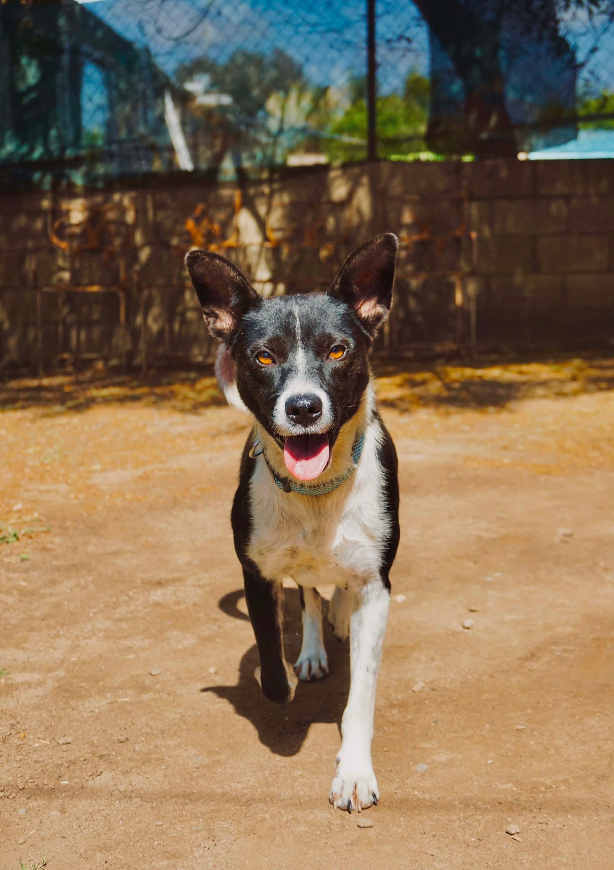 Buenas, a Adoptable mixed breed in San Diego, CA image 1/4