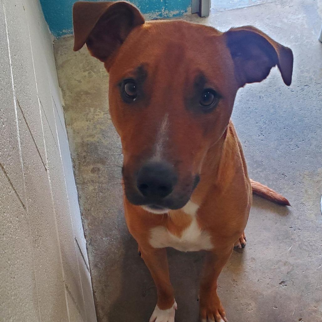 Enlarge Romeo, a Adoptable Mixed Breed in Smithville, TN image 1/6