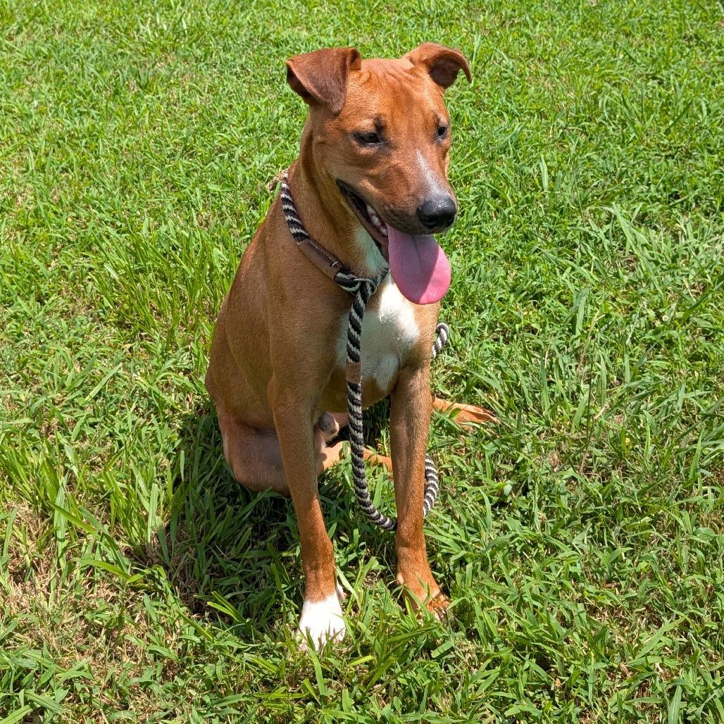 Enlarge Romeo, a Adoptable Mixed Breed in Smithville, TN image 2/6