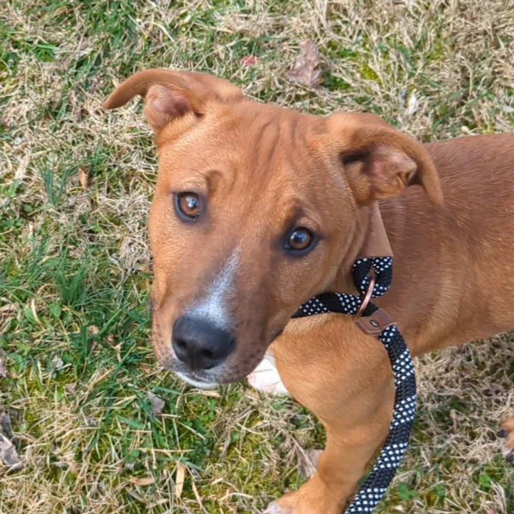 Enlarge Romeo, a Adoptable Mixed Breed in Smithville, TN image 3/6