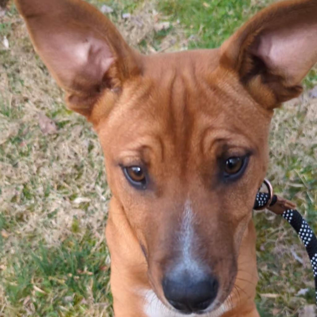 Enlarge Romeo, a Adoptable Mixed Breed in Smithville, TN image 4/6