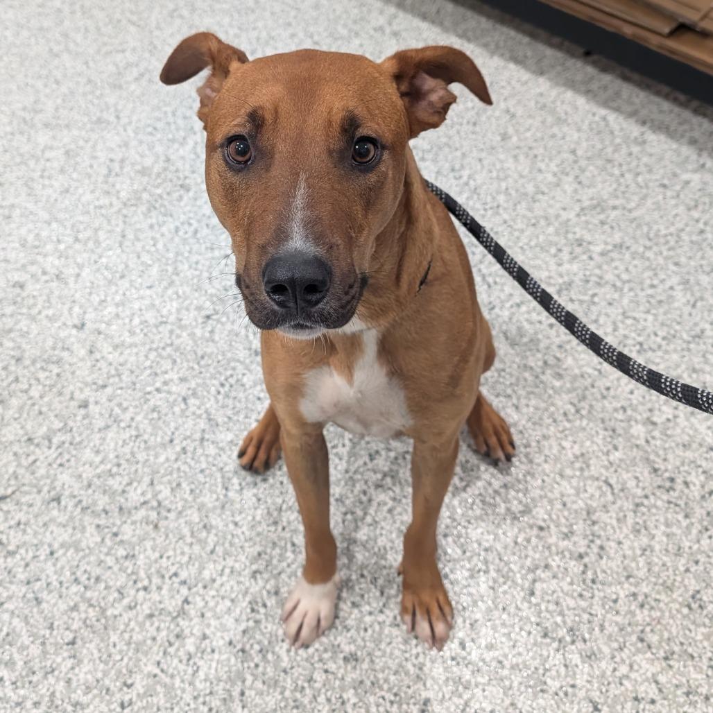 Enlarge Romeo, a Adoptable Mixed Breed in Smithville, TN image 6/6