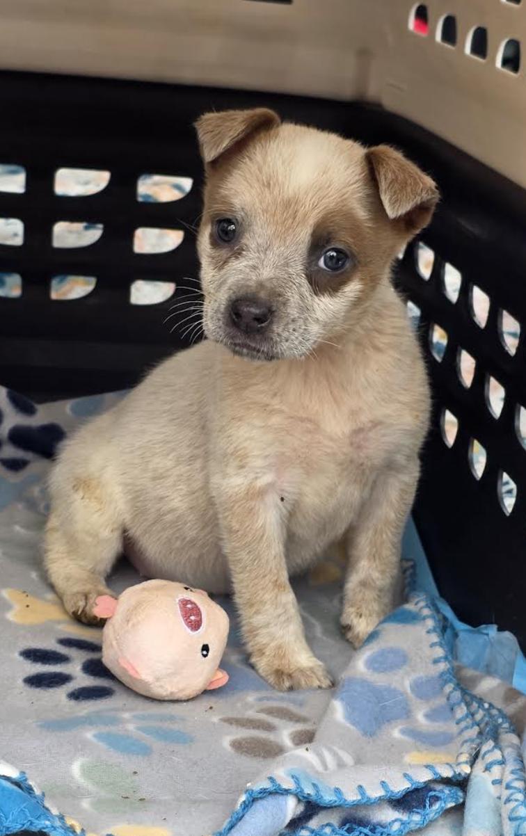 Koopa Kart - Local pup