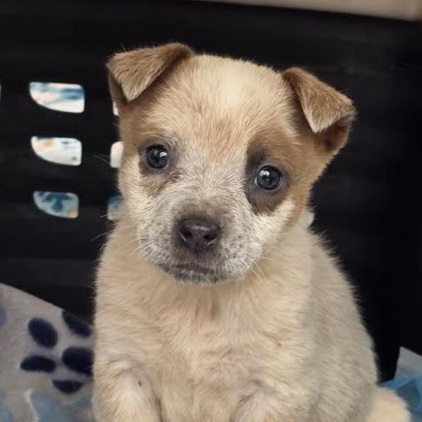 Koopa Kart - Local pup — thumbnail 2