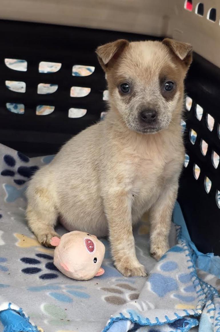 Koopa Kart - Local pup — thumbnail 5