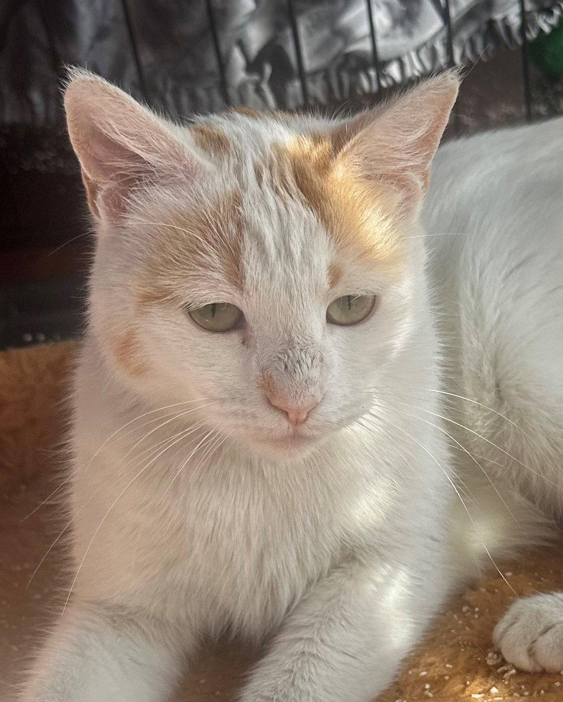 Enlarge Latte, a Adopted mixed breed in Palo Alto, CA image 1/2