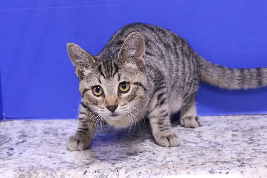 Enlarge Walden, a Adoptable mixed breed in Powell, OH image 1/1