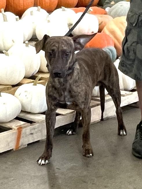 Enlarge Batman & Robin, a Adoptable Mixed Breed in Cairo, GA image 1/2