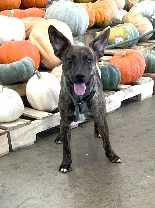 Enlarge Batman & Robin, a Adoptable Mixed Breed in Cairo, GA image 2/2