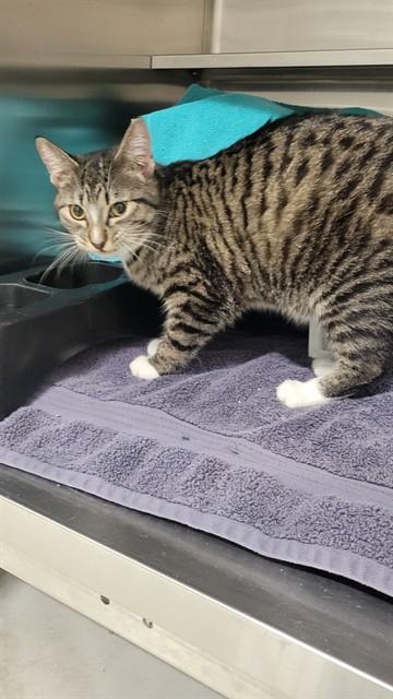 DOLLY PAWTON, Adoptable, Young Female Domestic Short Hair.