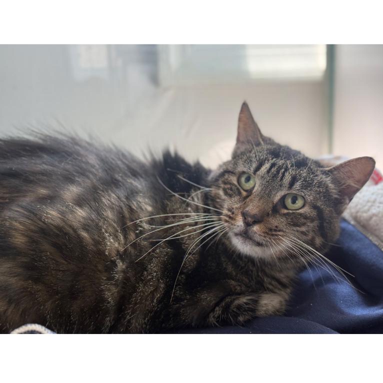 Mabel, Adoptable, Senior Female Domestic Short Hair.