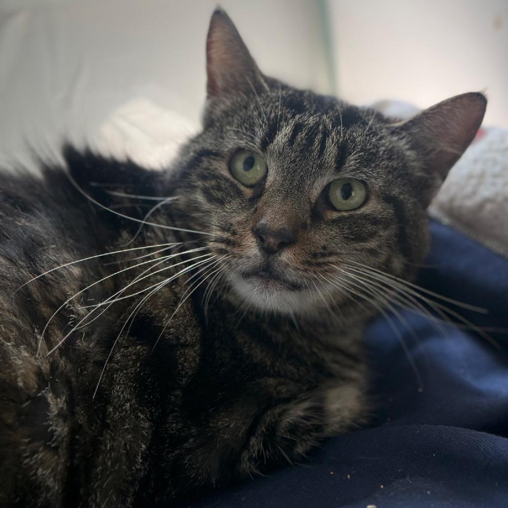 Enlarge Mabel, a Adoptable Domestic Short Hair in Alexandria, VA image 2/3