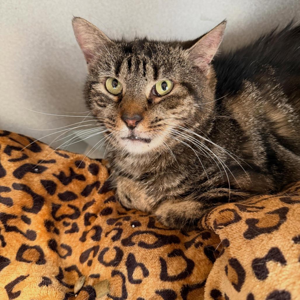Enlarge Mabel, a Adoptable Domestic Short Hair in Alexandria, VA image 3/3