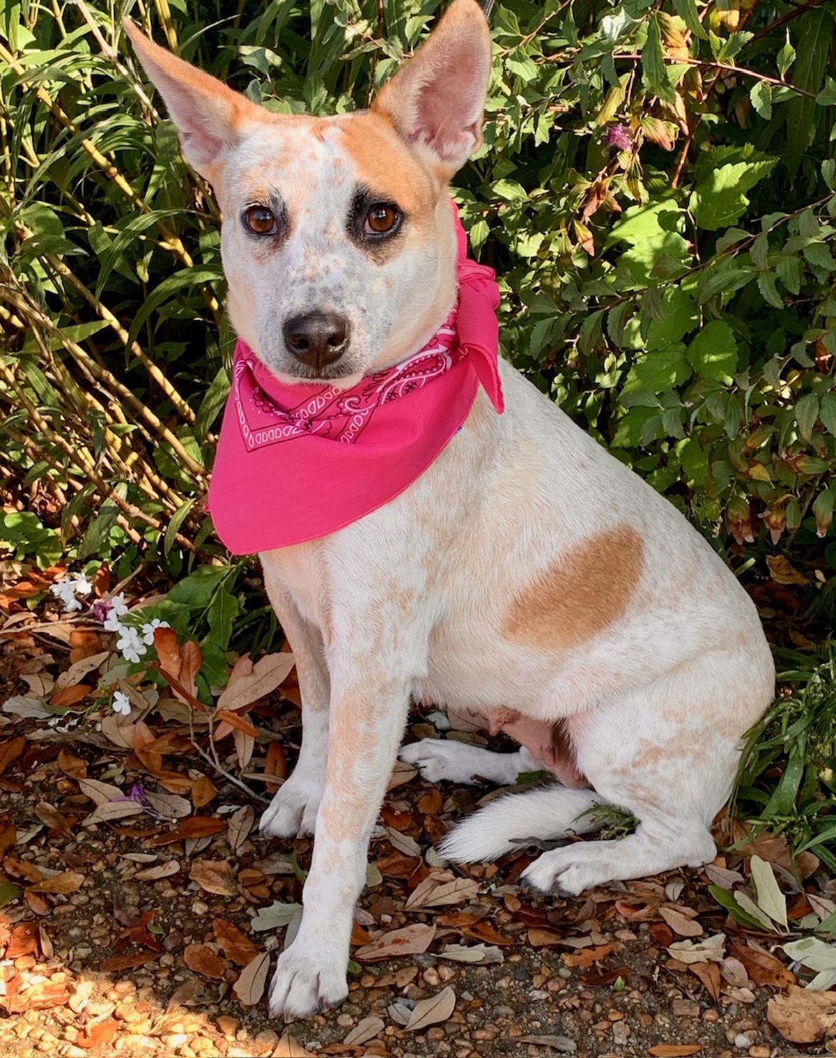 Enlarge LILLY BELLE - WHAT A DOLL, a Adoptable mixed breed in Brattleboro, VT image 5/6