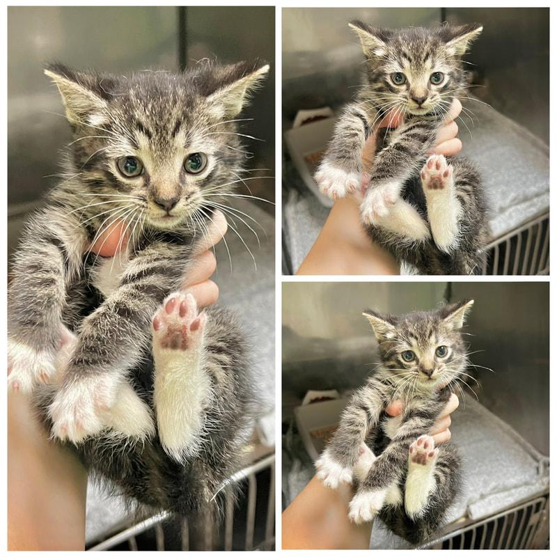 Mochi, adopted, Young Male Domestic Short Hair.