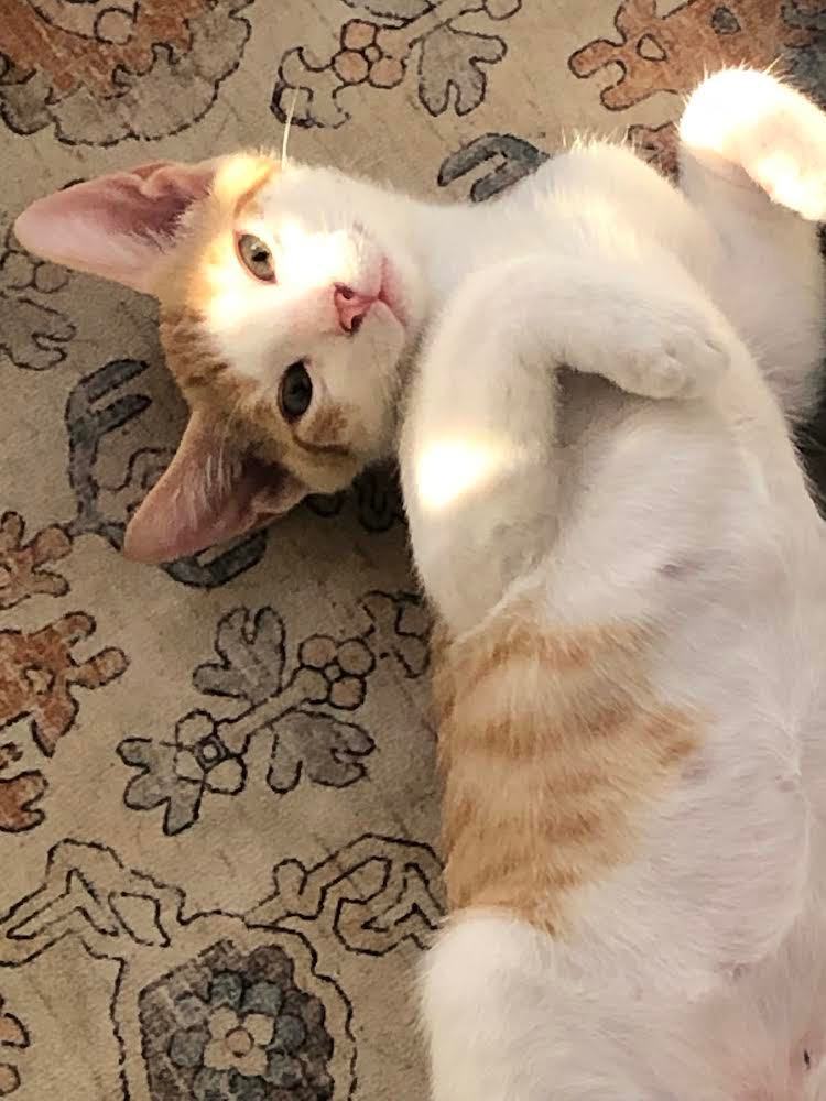 Kai Mele, Adoptable, Kitten Male Domestic Short Hair.