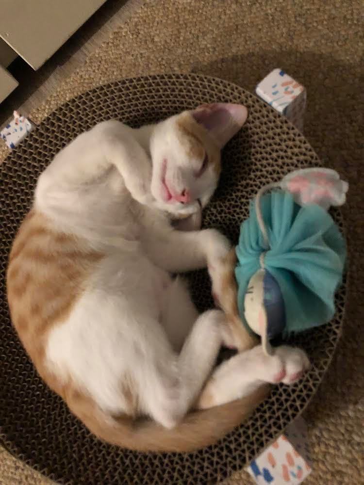 Kai Mele, a Adoptable Domestic Short Hair in Mililani, HI image 2/5