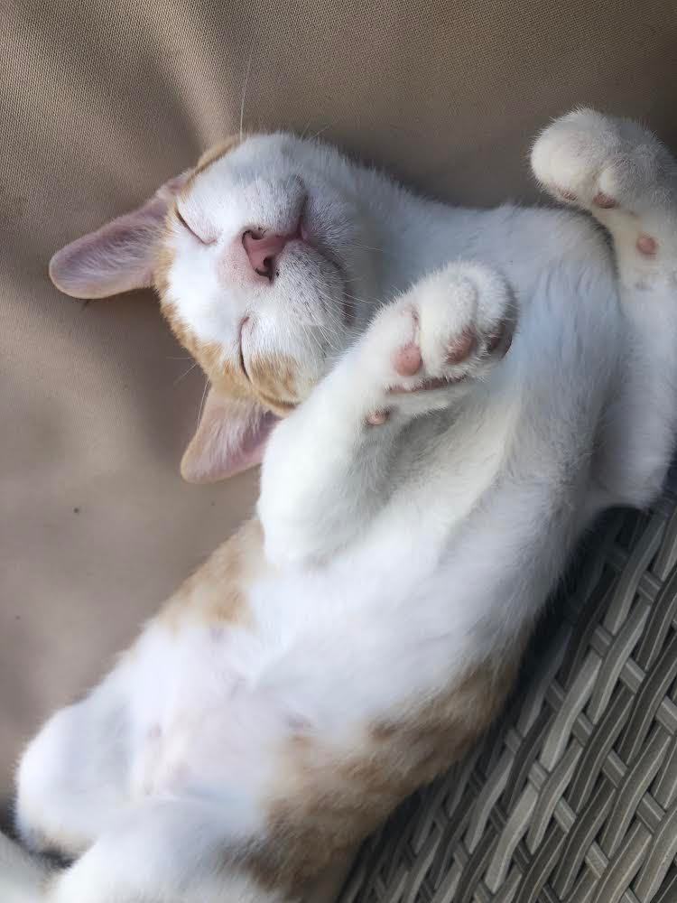 Kai Mele, a Adoptable Domestic Short Hair in Mililani, HI image 3/5