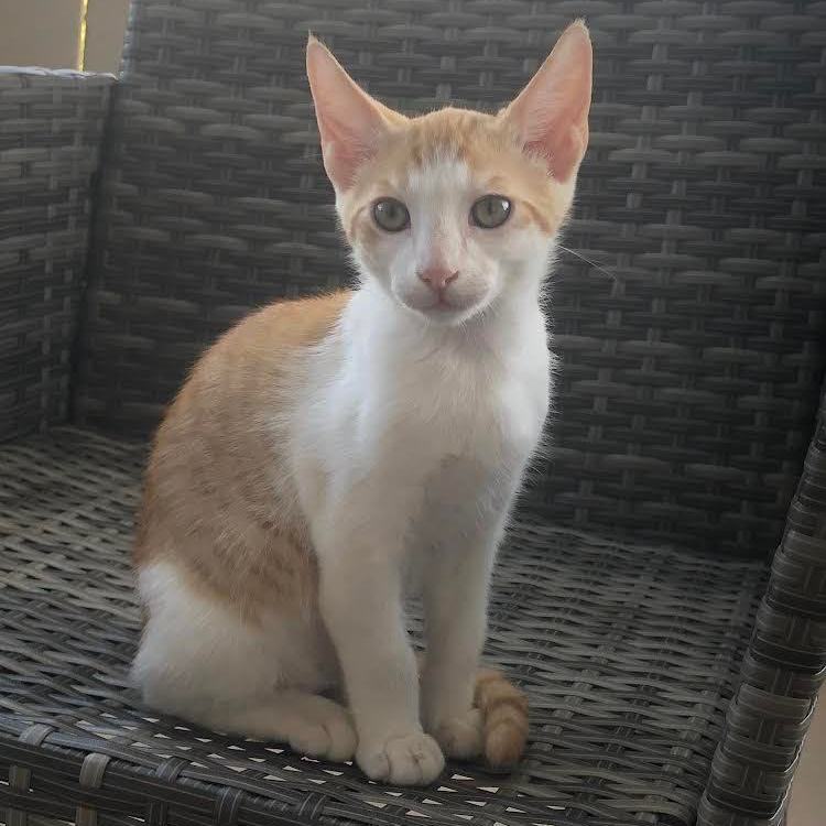 Kai Mele, a Adoptable Domestic Short Hair in Mililani, HI image 4/5