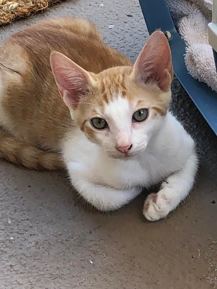 Kai Mele, a Adoptable Domestic Short Hair in Mililani, HI image 5/5