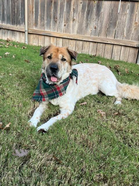 Enlarge Mia Monroe, a Adoptable mixed breed in Vernon, CT image 5/6