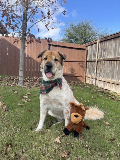 Mia Monroe, Adoptable, Adult Female Australian Shepherd & Shar-Pei.