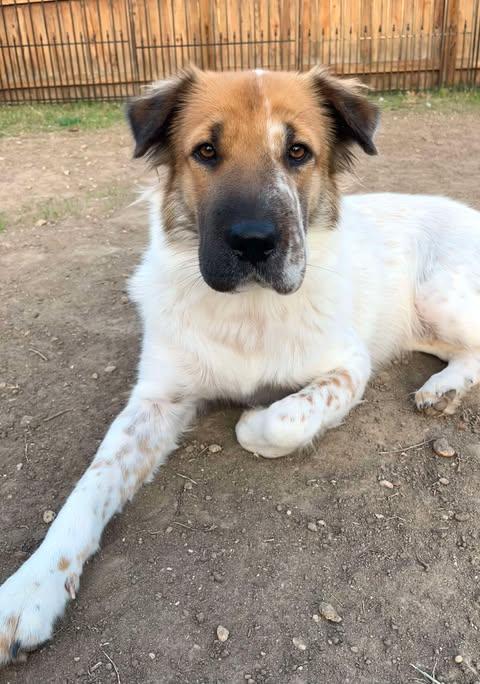 Enlarge Mia Monroe, a Adoptable mixed breed in Vernon, CT image 3/6