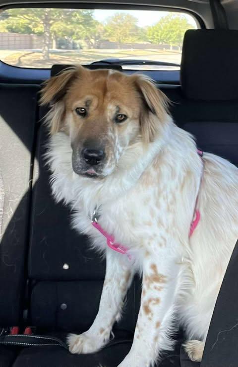 Enlarge Mia Monroe, a Adoptable mixed breed in Vernon, CT image 6/6