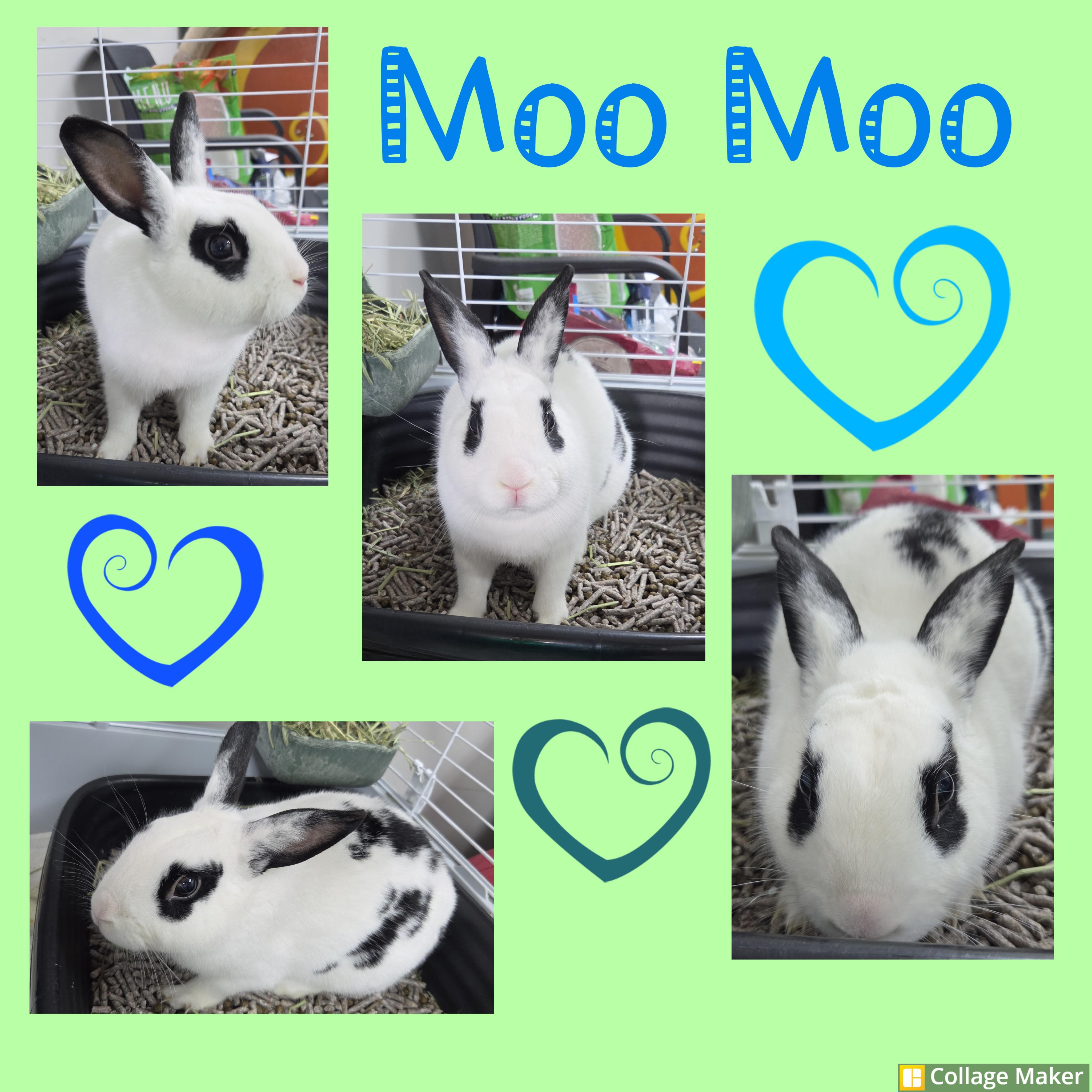 Moo Moo, ADOPTABLE, Adult Male Dutch.