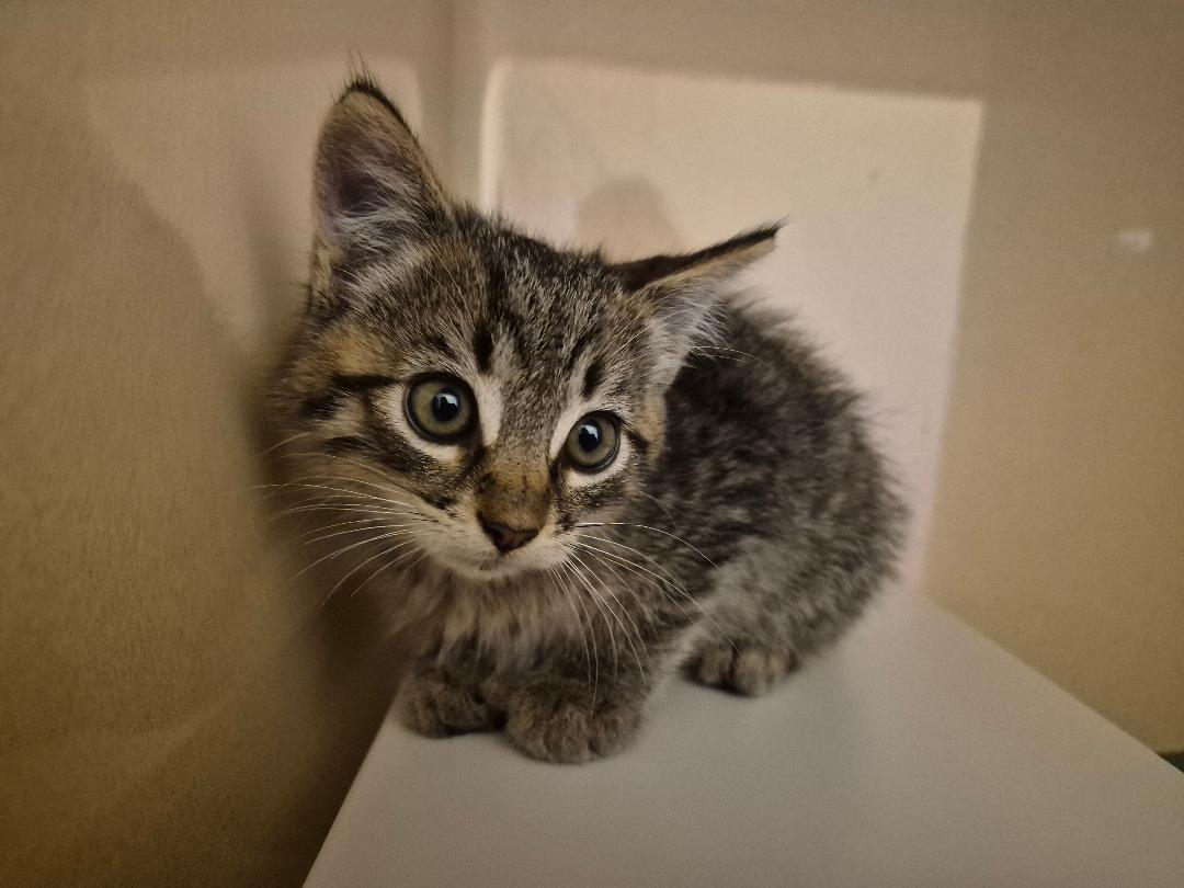 Enlarge ACO Kitten, a Adopted Domestic Short Hair in Hays, KS image 3/6