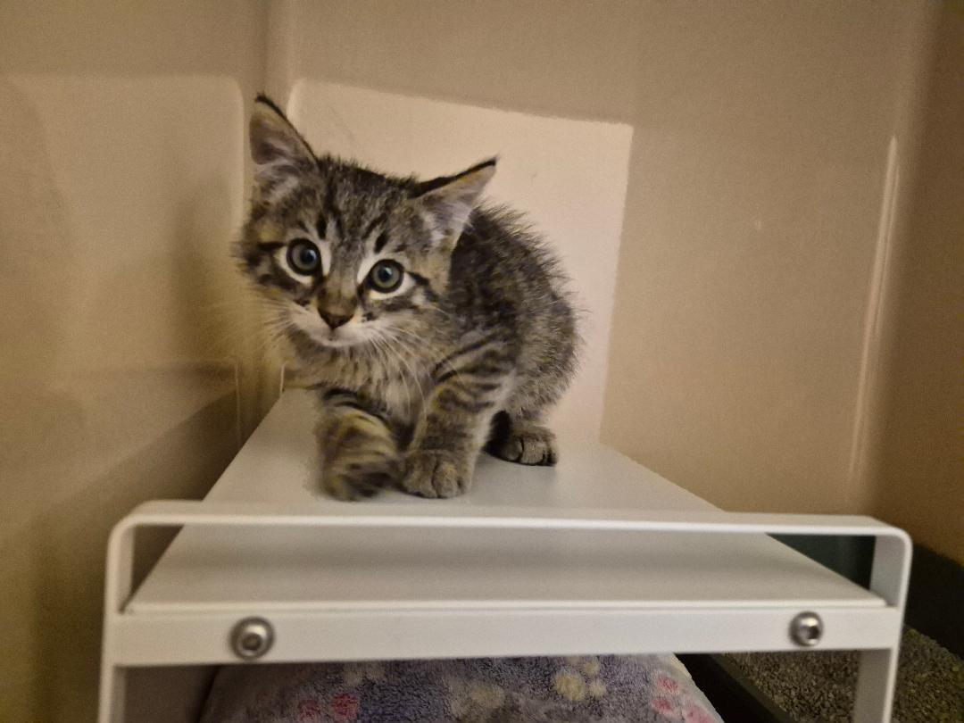 Enlarge ACO Kitten, a Adopted Domestic Short Hair in Hays, KS image 4/6