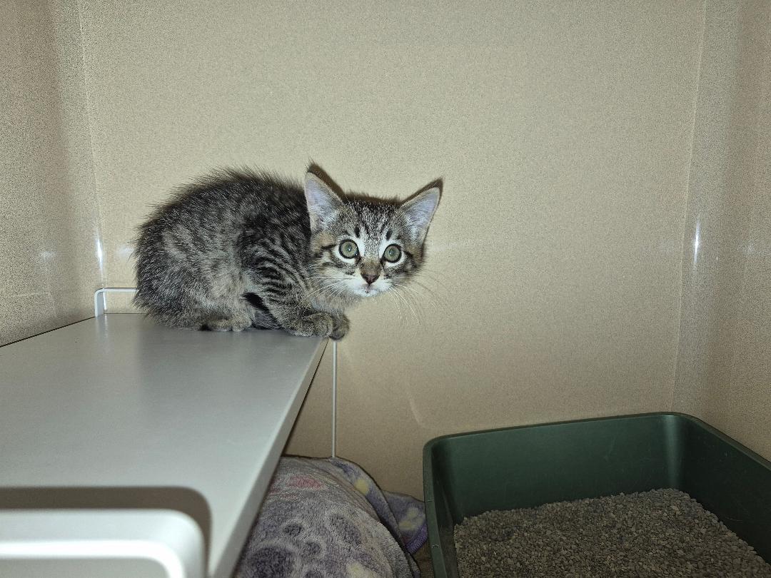 Enlarge ACO Kitten, a Adopted Domestic Short Hair in Hays, KS image 6/6