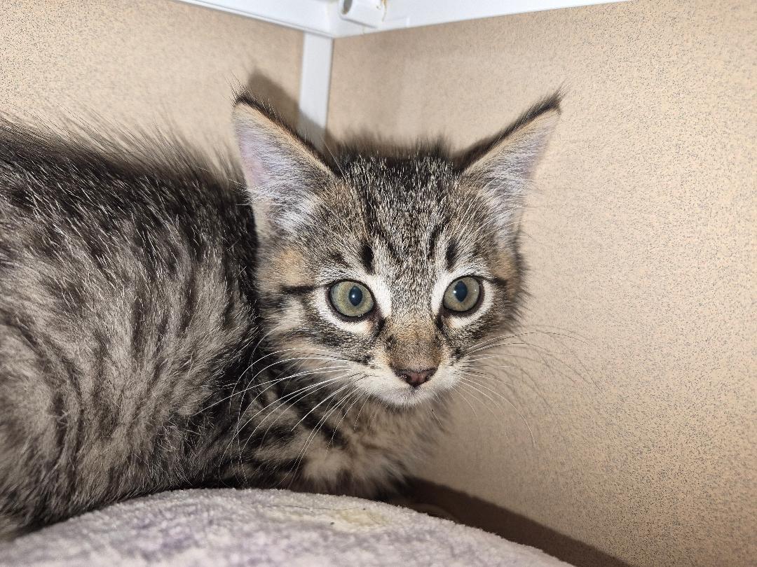 ACO Kitten, Adopted, Kitten Male Domestic Short Hair.