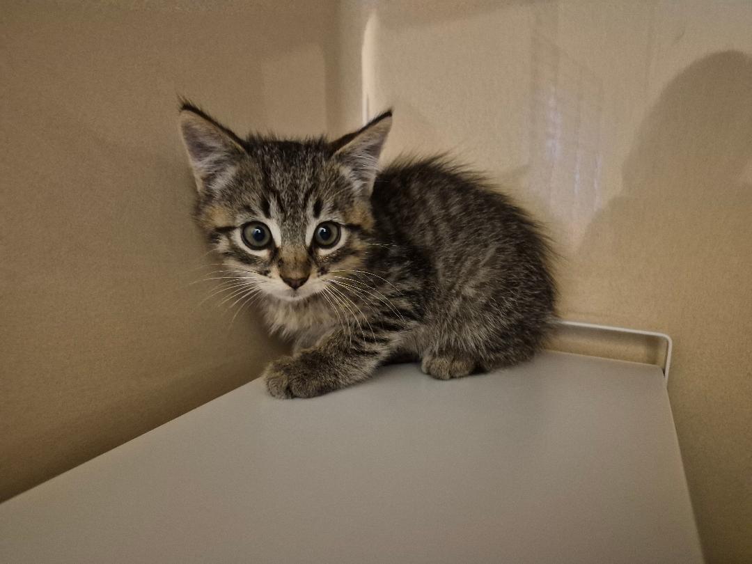 Enlarge ACO Kitten, a Adopted Domestic Short Hair in Hays, KS image 2/6