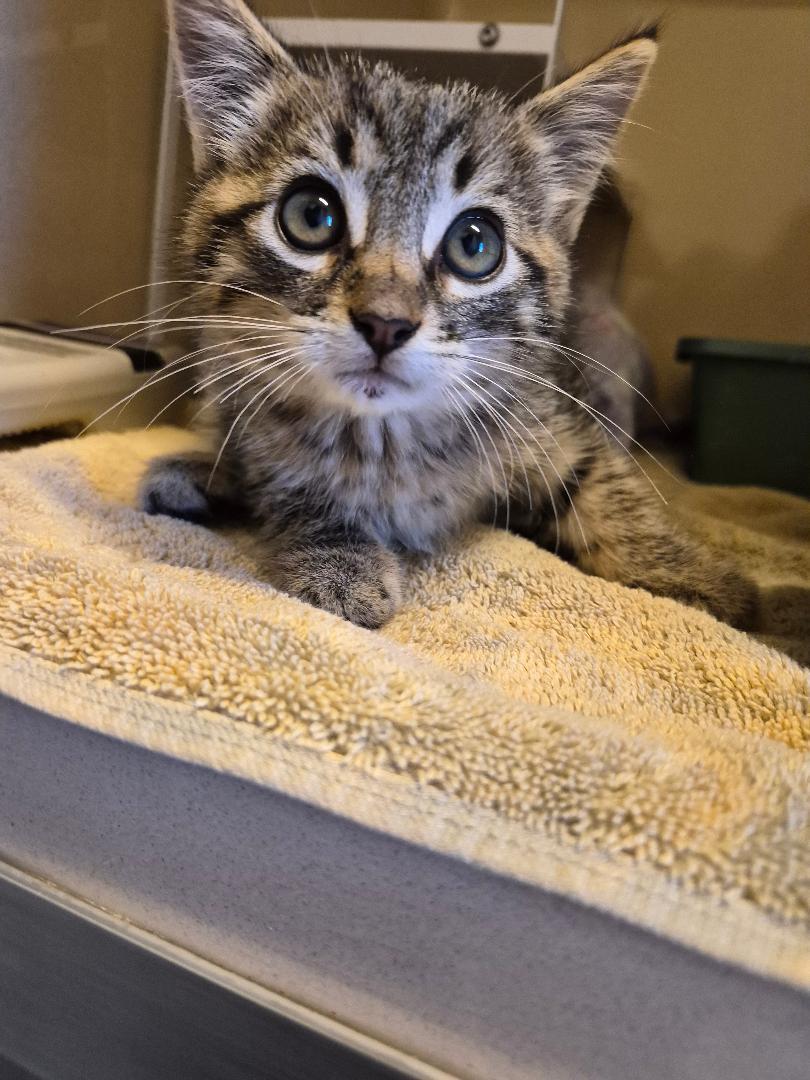 Enlarge ACO Kitten, a Adopted Domestic Short Hair in Hays, KS image 5/6