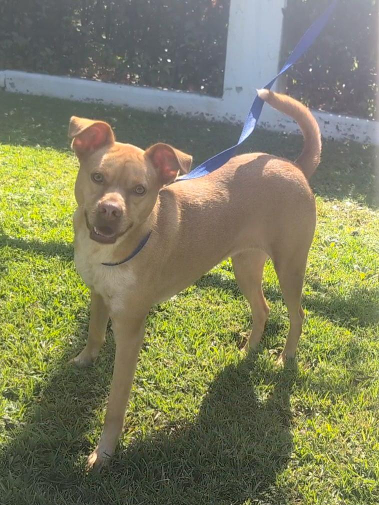 Enlarge Madge, an adoptable mixed breed in Mobile, AL image 1/3