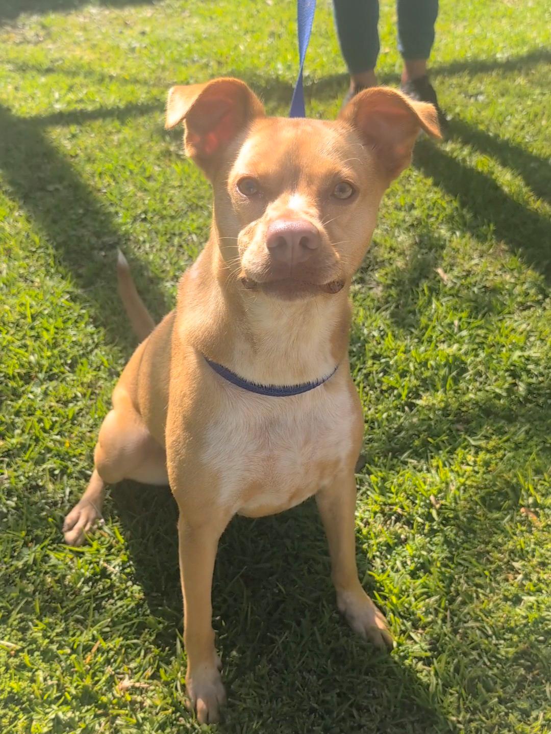 Enlarge Madge, an adoptable mixed breed in Mobile, AL image 2/3