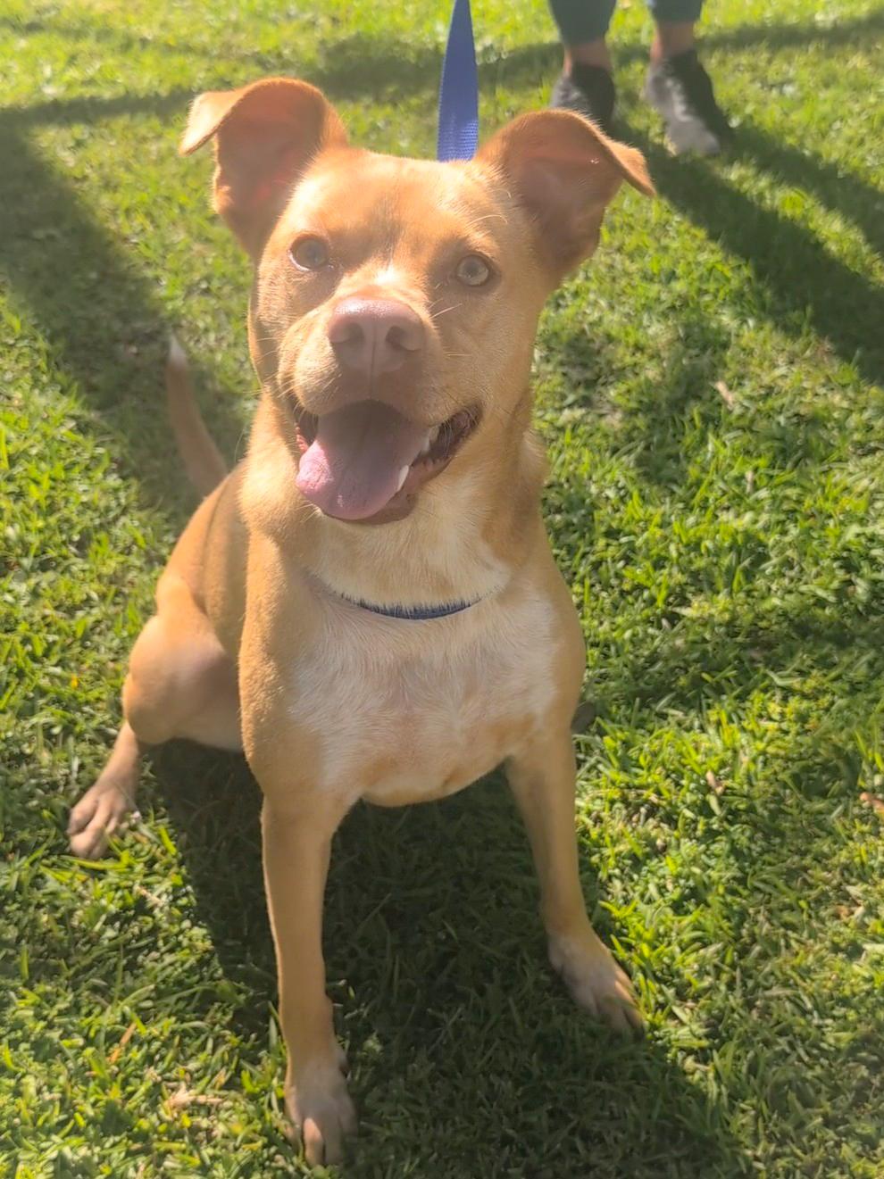 Madge, adoptable, Young Female Terrier.