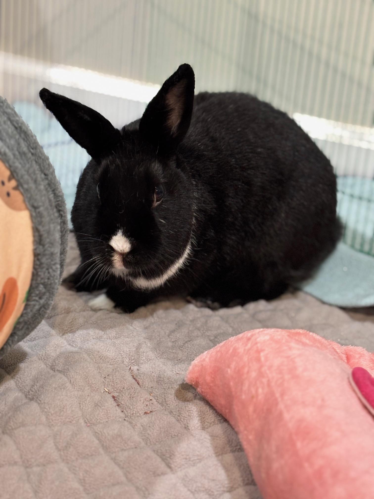 VIOLA ( ADULT SPAYED FEMALE), Adult Female unknown