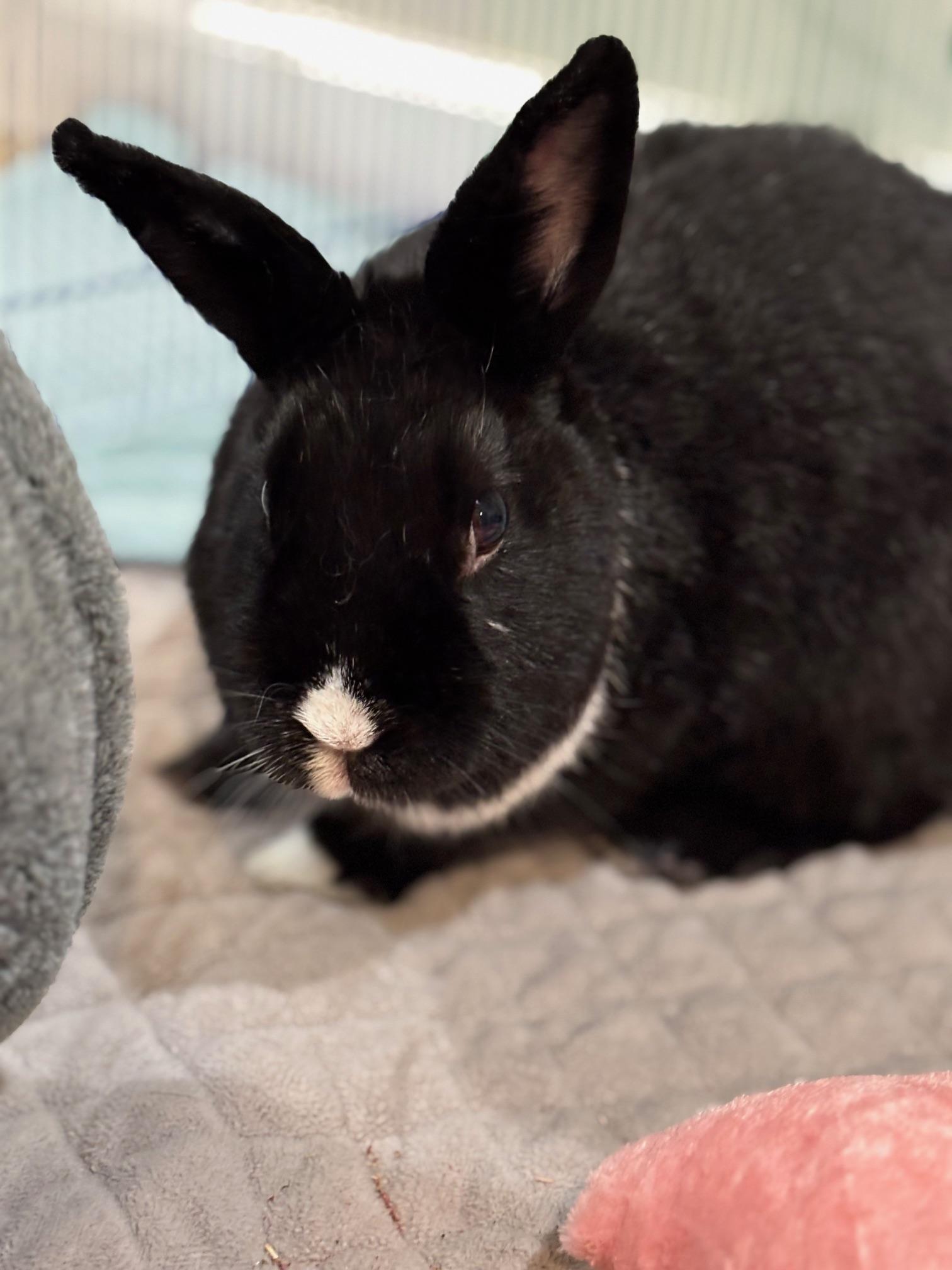 VIOLA ( ADULT SPAYED FEMALE) photo 2