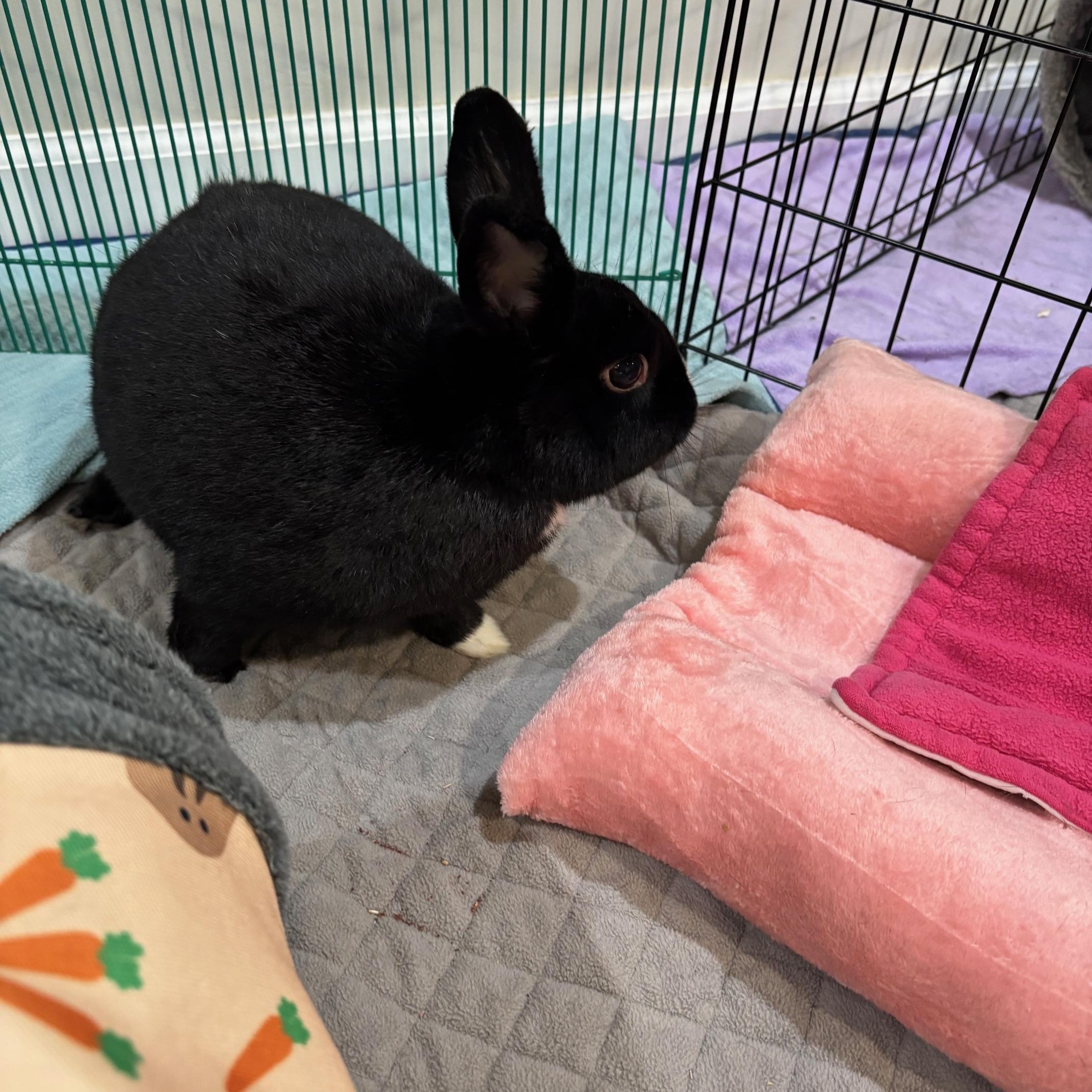 VIOLA ( ADULT SPAYED FEMALE) photo 5