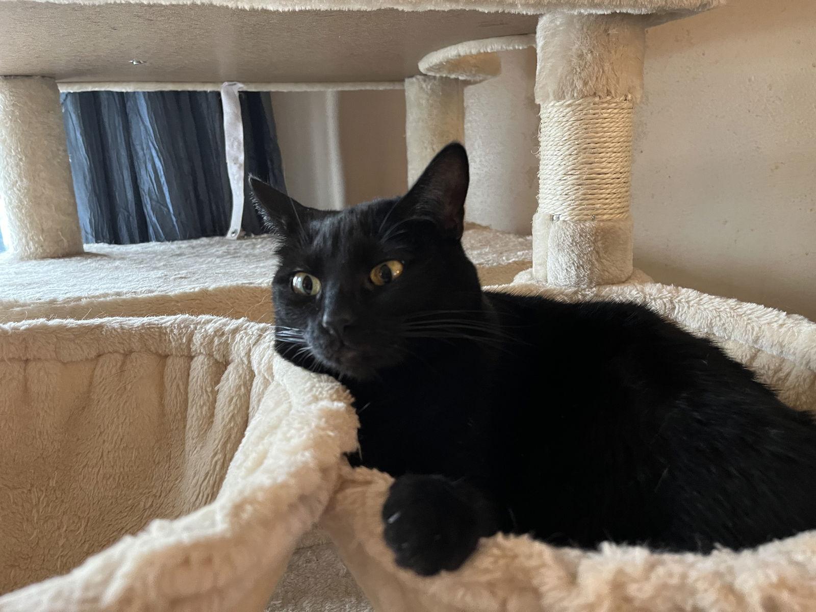 Shadow, a Adoptable Domestic Short Hair in Fenton, MO image 1/3