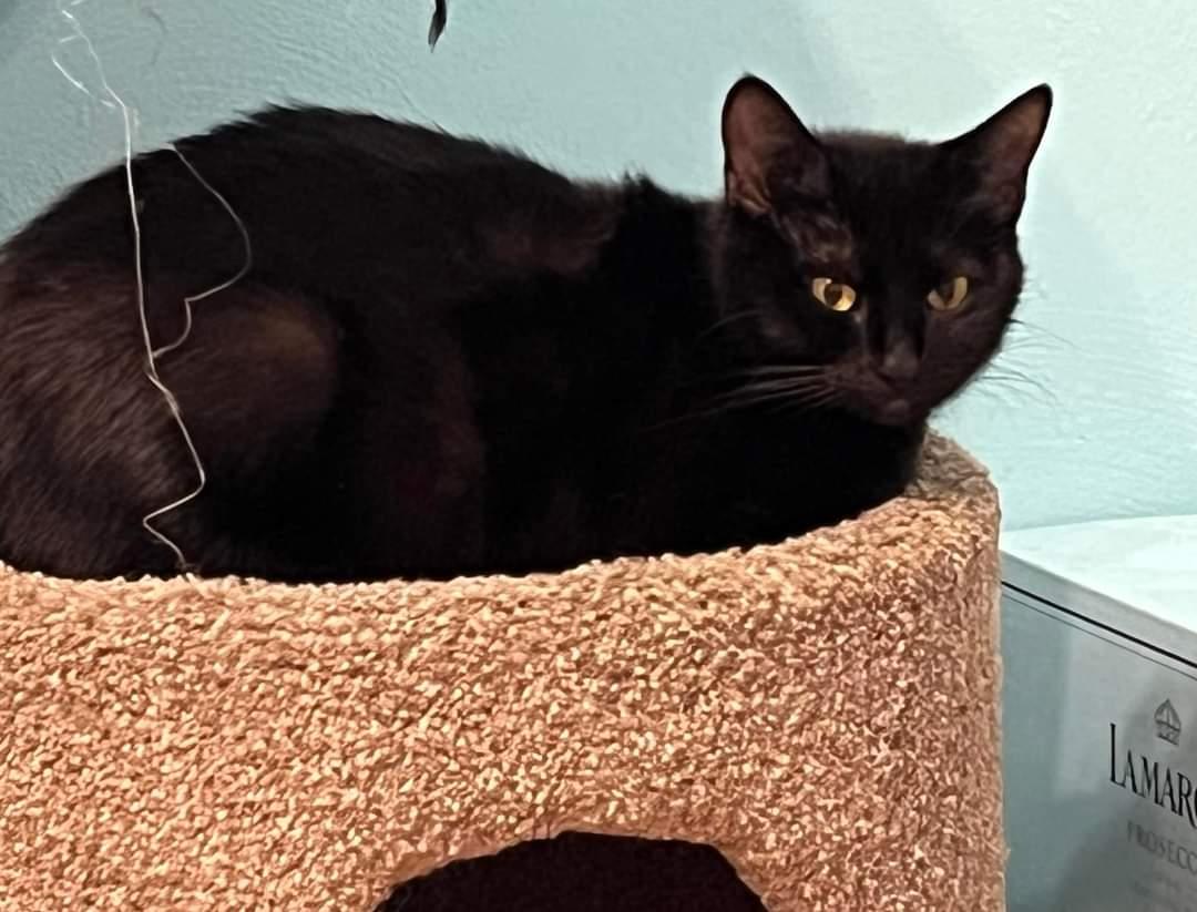 Shadow, a Adoptable Domestic Short Hair in Fenton, MO image 2/3