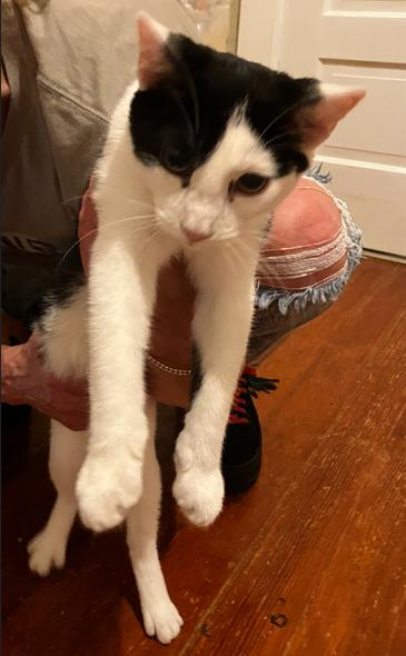 Cory, a Adopted Domestic Short Hair in Manhattan , KS image 2/5