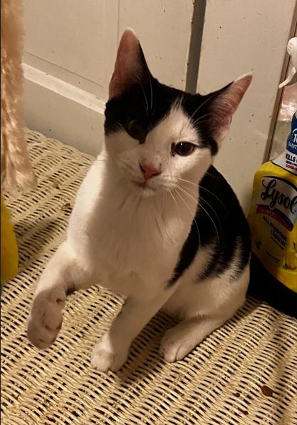 Cory, a Adopted Domestic Short Hair in Manhattan , KS image 3/5