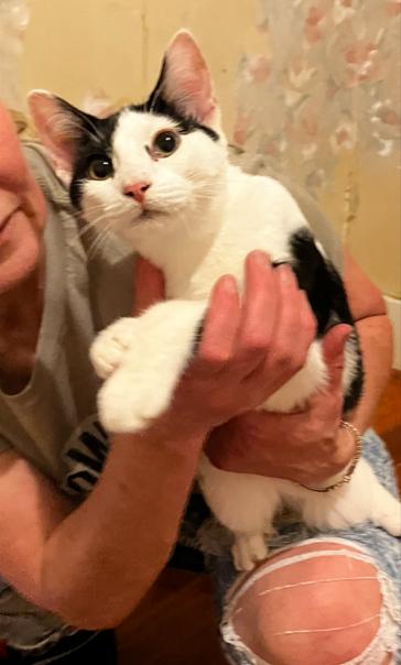 Cory, a Adopted Domestic Short Hair in Manhattan , KS image 1/5